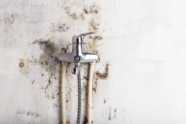 Best Fast Mold Removal  in Merrill, WI