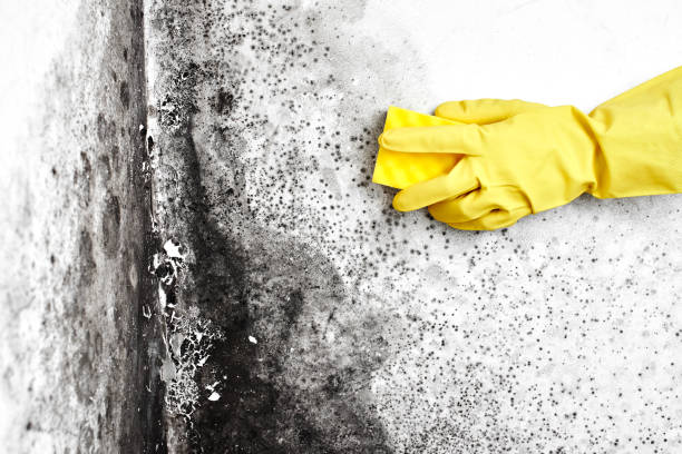 Best Commercial Mold Removal  in Merrill, WI
