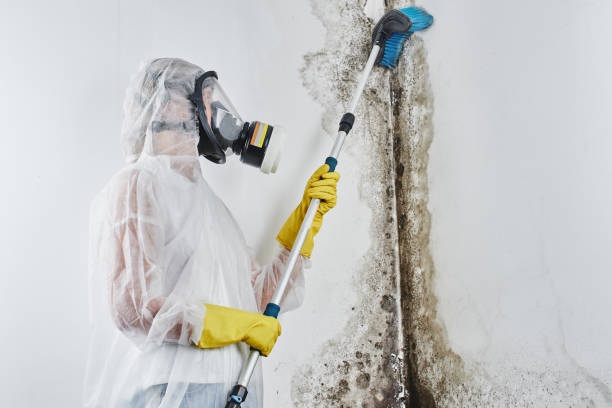 Best Mold Removal Near Me  in Merrill, WI