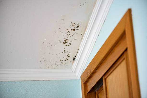 Best Mold Removal and Inspection  in Merrill, WI