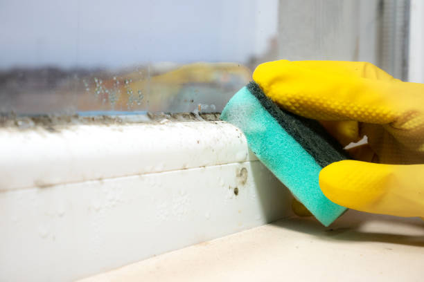 Mold Removal and Inspection in Merrill, WI