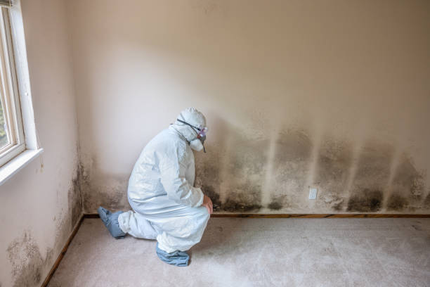 Best Mold Remediation Services  in Merrill, WI