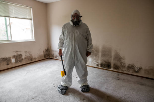 Best Local Mold Removal Service  in Merrill, WI