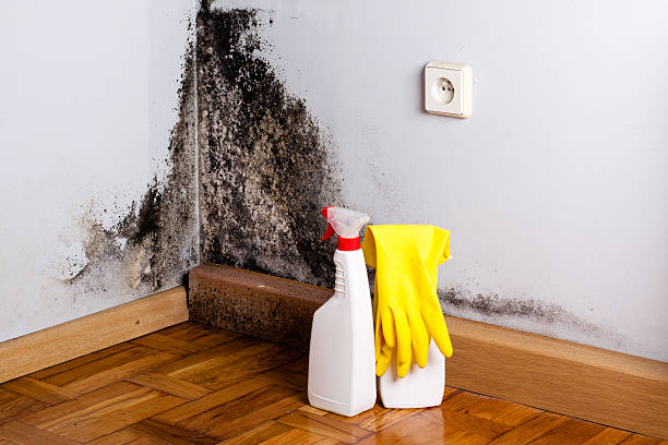 Best Attic Mold Removal  in Merrill, WI