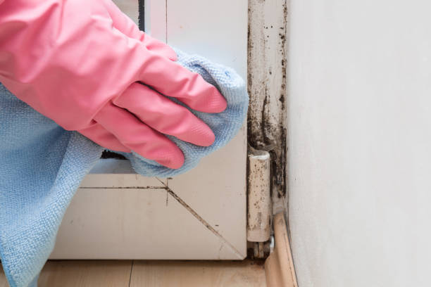 Best Black Mold Removal  in Merrill, WI