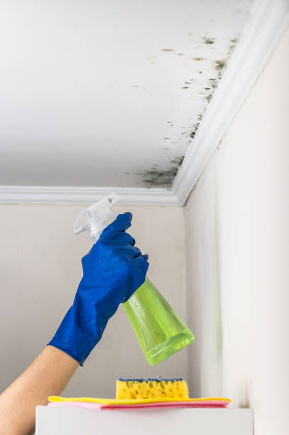 Best Mold Testing  in Merrill, WI